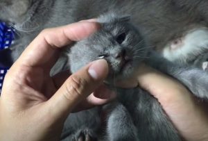 Xoay tay bên ngoài mắt mèo sau khi nhỏ thuốc